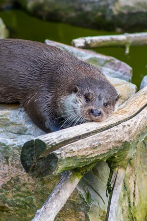 The mammal otter swimming in water playedの写真素材