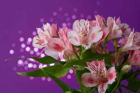 Beautiful delicate bouquet of flowers alstroemeria on a purple background with bokehの写真素材