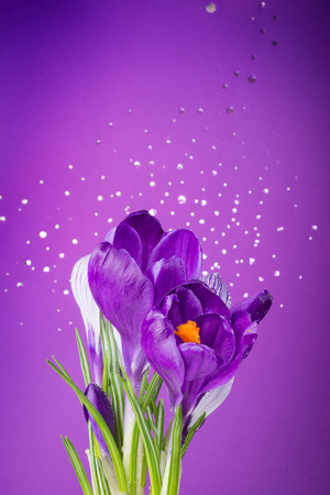 Beautiful purple crocus flowers on a purple background with bokehの写真素材
