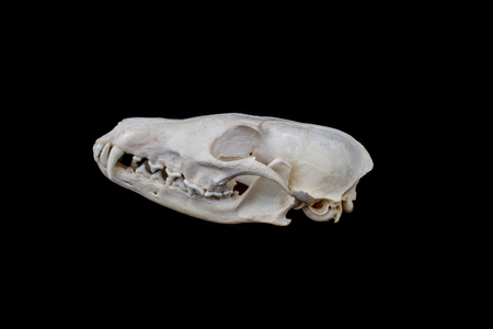 Fox skull on a black background isolatedの写真素材