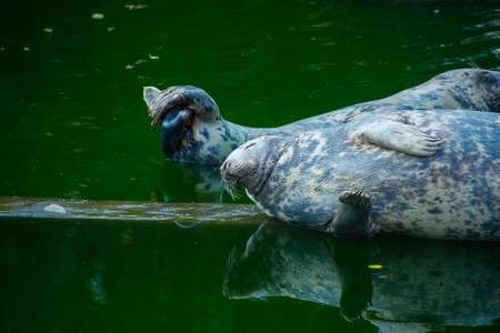 cute fur seal resting on the nature in waterの写真素材