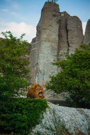 Lion resting in the middle of plantsの写真素材
