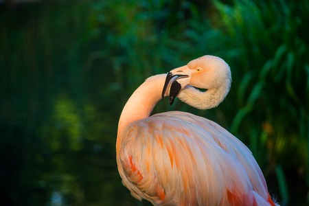 very beautiful bird pink flamingo on a green backgroundの写真素材