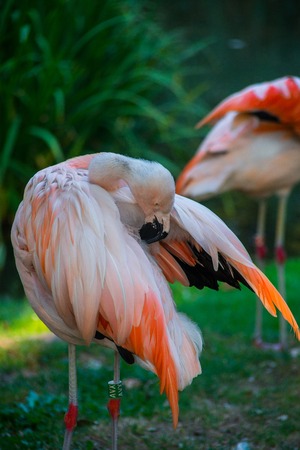 very beautiful bird pink flamingo on a green backgroundの写真素材