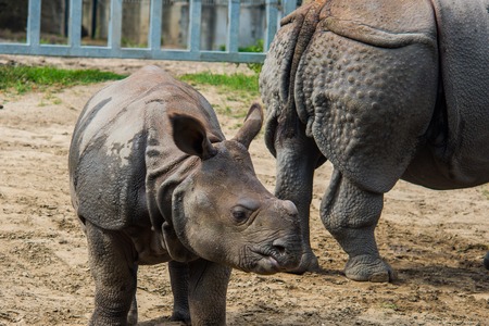 large mammal rhino in the paddock at the zooの写真素材