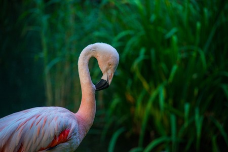 very beautiful bird pink flamingo on a green backgroundの写真素材