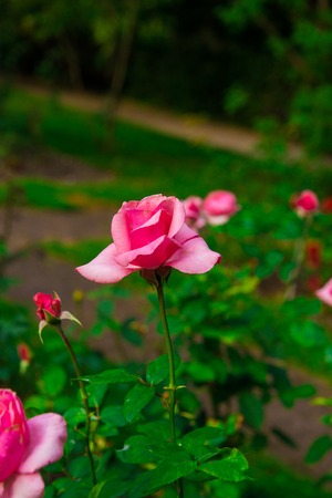 beautiful flowers of roses growing in the Parkの写真素材