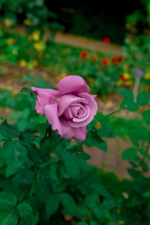 beautiful flowers of roses growing in the Parkの写真素材