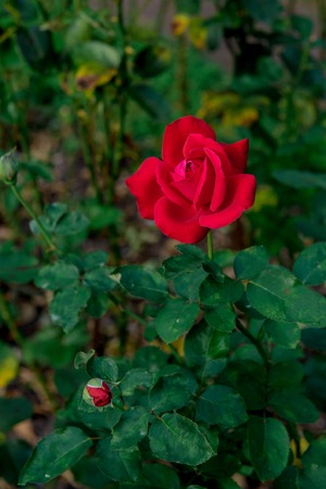 beautiful flowers of roses growing in the Parkの写真素材