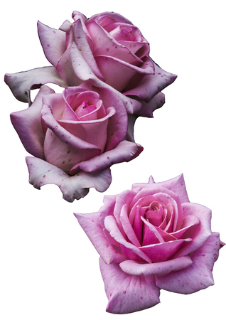Clipart flowers roses on white backgroundの写真素材