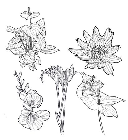Sketch of a flower drawn with linesの写真素材