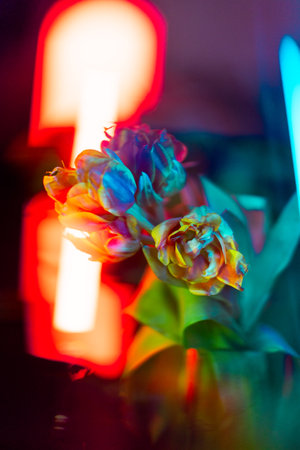 Background with orange and red tulip flowers in studio lighting, with a blurred background and a beautiful bokeh, background for postcardsの写真素材
