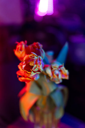 Background with orange and red tulip flowers in studio lighting, with a blurred background and a beautiful bokehの写真素材