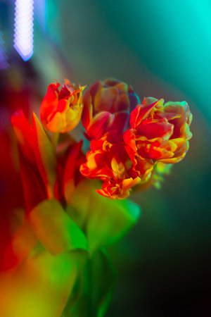 Background with orange and red tulip flowers in studio lighting, with a blurred background and a beautiful bokeh , background for postcardsの写真素材