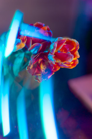 Background with orange and red tulip flowers in studio lighting, with a blurred background and a beautiful bokeh, background for postcardsの写真素材