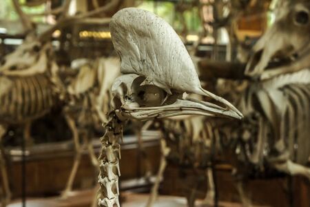 Cassowary skeleton. Mus?e National d'Histoire Naturelle, Paris, France.の写真素材