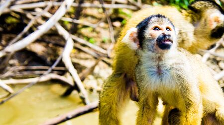Saimiri boliviensis monkey portraitの写真素材