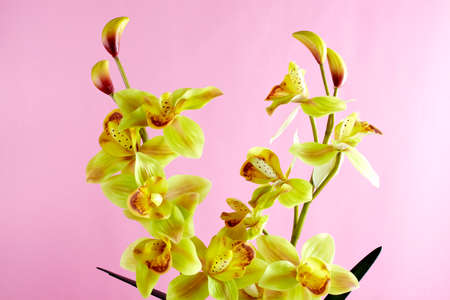 Decoration artificial flowerの写真素材