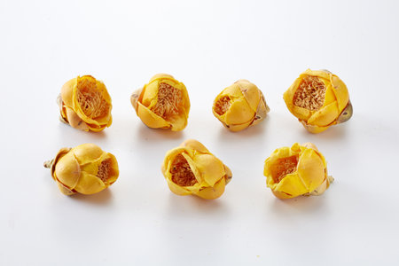 Closeup dried camellia flowers on white backgroundの写真素材