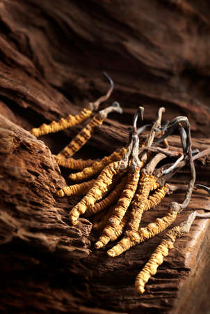 Closeup of traditional Chinese medicinal herbs, Cordyceps sinensisの写真素材