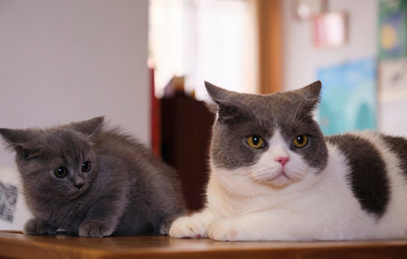Close up british shorthair blue and white cat on wooden table at homeの写真素材