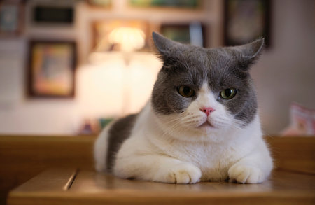 Close up british shorthair blue and white cat on wooden table at homeの写真素材
