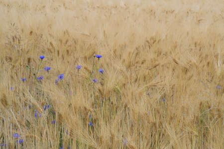 Grainの写真素材