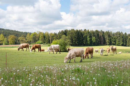 Cows in the pastureの写真素材