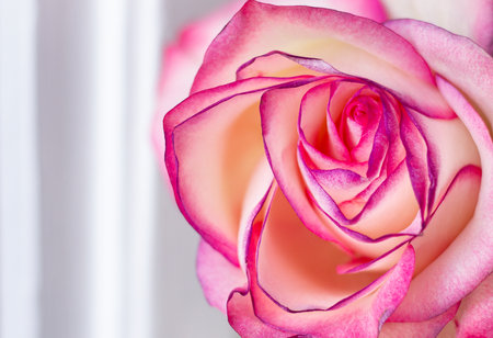 close up of pink and white rose on white background with copy spaceの写真素材
