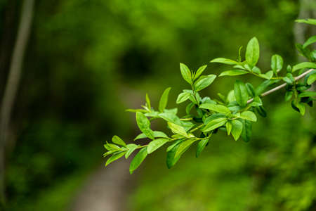 Green leaves during springtime in bavaria