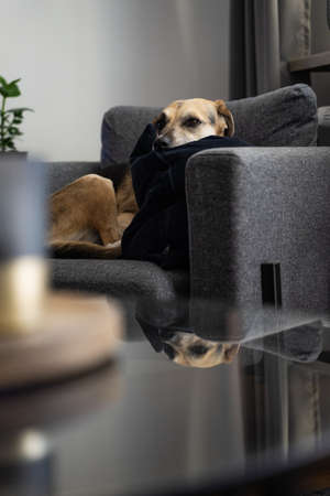 Dog in an armchair reflecting on a glass table