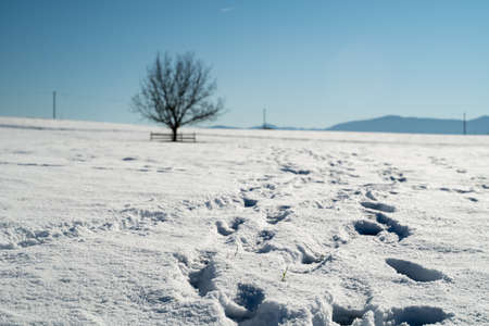 Footsteps leading through a snowy field towards a single tree into the mountainsの写真素材
