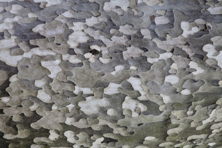 Bark of a plane treeの写真素材