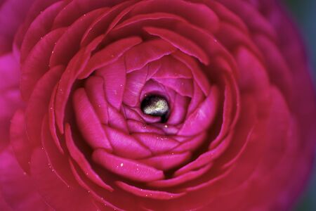 Macro of Buttercup flowerの写真素材
