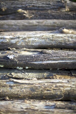 Stack of cut tree trunks lying on ground.の写真素材