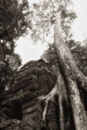 Tree at Angkor templeの写真素材
