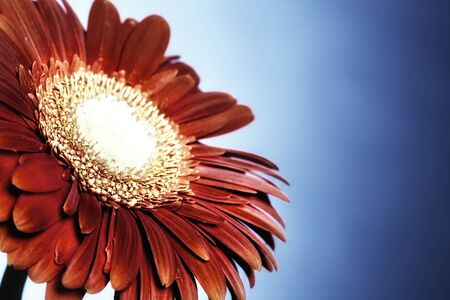Red Gerbera on blue backgroundの写真素材