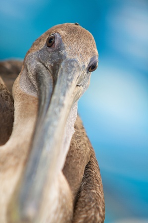 Brown pelican on Galapagos Islands with shallow DOF の写真素材