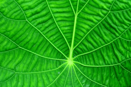 Green Leaf-vein