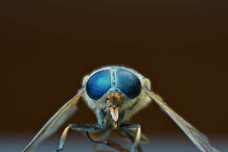 Macro of a gadfly looking straight into the camera