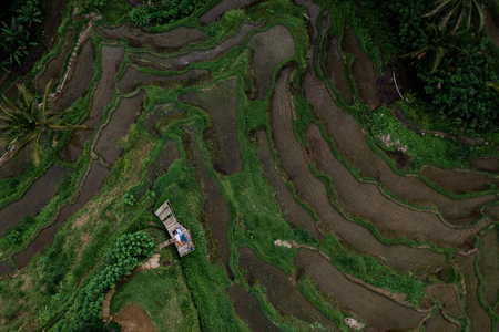 Aerial view on top. Two lovers of young people lie on a wooden bridge. Happy couple traveling at Bali, rice terraces of Tegalalang, Ubud. Honeymoon summer travel at Indonesia. Happy people.の写真素材