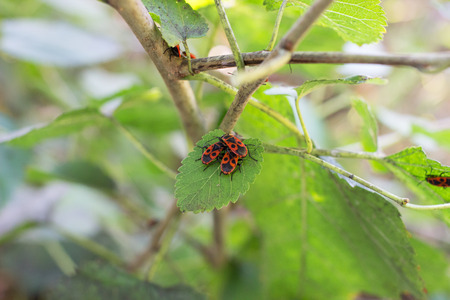 Bug-soldier
