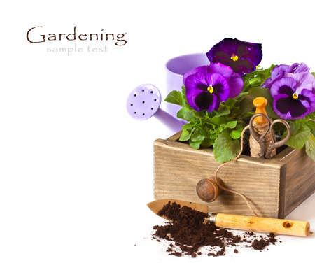 Beautiful Pansy flowers and gardening tools on a white background.の写真素材