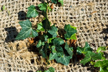 Creeping ivy on a ground covered by a mat