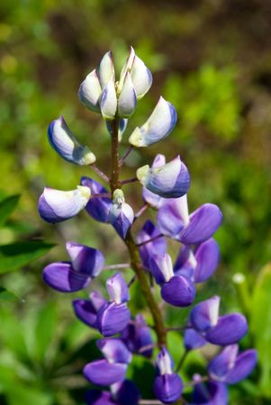 Violet lupinの写真素材