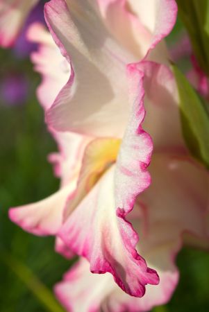 Pink gladiolusの写真素材