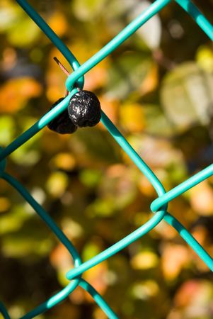 Two chokeberries (Aronia) berries on green chain-link with color chokeberries leaves on backgroundの写真素材