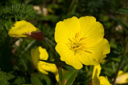 Evening primrose flowers with raindropsの写真素材