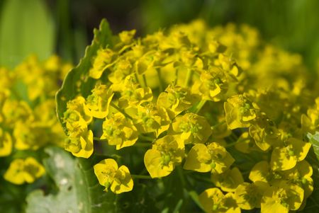 Cypress Spurge (Euphorbia cyparissias) flowers in sunlight