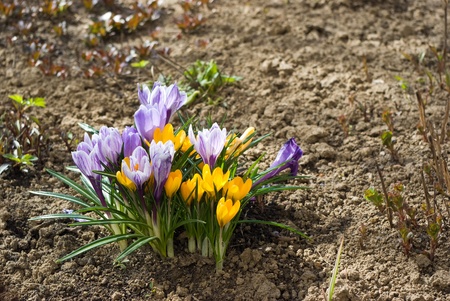 Purple and yellow crocuses in the early springの写真素材